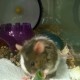 Pebbles