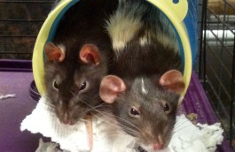 Cobbler and Sam
