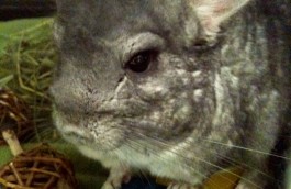Reggie